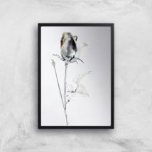 Saturns Rose Giclee Art Print - A3 - Black Frame