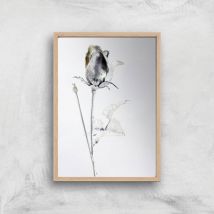 Saturns Rose Giclee Art Print - A2 - Wooden Frame