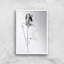 Saturns Rose Giclee Art Print - A2 - White Frame