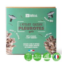 Ecovi - Kit Pleurotes Grises Bio - Jardin & Bricolage