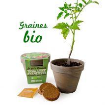 Ecovi - Tomate Cerise Bio Pot Terre Cuite - Jardin & Bricolage