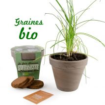 Ecovi - Ciboulette Bio Pot Terre Cuite - Jardin & Bricolage