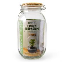 Ecovi - Terrarium À Faire Soi Même - Asparagus - Jardin & Bricolage