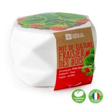 Ecovi - Fraisier Des Bois Pot Style Origami - Jardin & Bricolage
