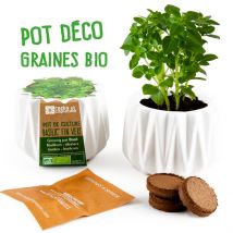 Ecovi - Basilic Fin Vert Bio Pot Origami - Jardin & Bricolage