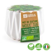 Ecovi - Basilic Thaï Pot Origam - Jardin & Bricolage