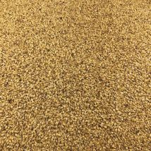 Le Comptoir De Timothée - Graines De Lin Doré Bio En Vrac 5kg - Graines à germer