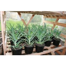 Aloé Arborescens Bio et Breton environ 20 cm (Plant)