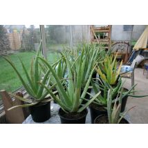 Plant d'Aloé Véra (Barbadensis Miller) Bio 2 ans