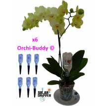 Oriaz - Orchi-buddy Par 6 - Jardin & Bricolage