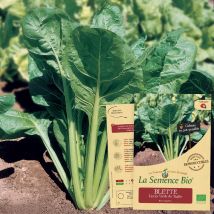 La Semence Bio - Semence - Blette Liscia Verde Da Taglio Bio - Graines et semences