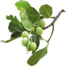 Monaroma - Huile Végétale De Calophyle Inopyle (tamanu) Bio 100ml - Huiles corporelles