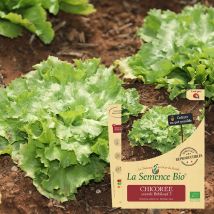 La Semence Bio - Semence - Chicoree Scarole Bubikopf 3 Bio - Graines et semences