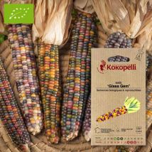 Association Kokopelli - Sachet De Graines Bio À Semer -maïs Glass Gem - Graines et semences