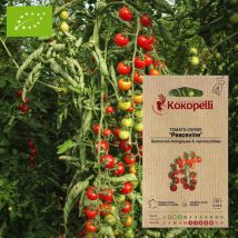 Association Kokopelli - Sachet De Graines Bio À Semer -tomate-cerise Peacevine - Graines et semences