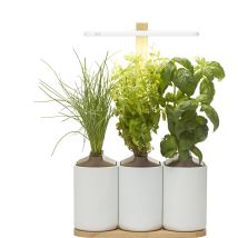 Prêt à Pousser Lilo Connect, (Basilikum, Schnittlauch & Zitronenbasilikum)