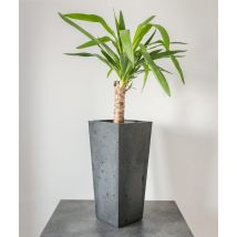 14x14x40 cm (spód) + 19x19 cm (góra) CT - Donica betonowa w kształcie stożka (antracytowa)