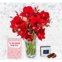 Traditional Amaryllis Card Bundle