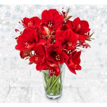 Traditional Amaryllis