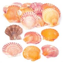Mini Scallop Shells (Per pack) Size Approx. 35mm-75mm, Craft Embellishments, Approx 40 Shells Per Pack