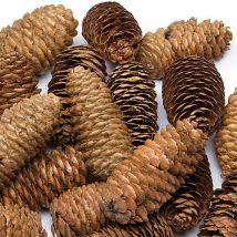 Long Pine Cones (Per pack) Natural Craft Supplies