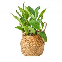 Plante verte artificielle panier jonc - Blancheporte