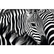 PAPERFLOW Wandbild , Zebra, , aus Plexiglas