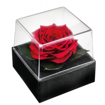 Rosenblüte in Geschenkbox