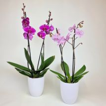 Topfpflanze Orchidee
