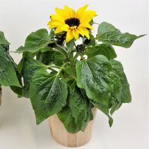 Sonnenblume im Topf