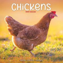 Chickens Calendar 2026