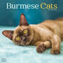 Burmese Cats Calendar 2026