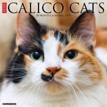 Calico Cats Calendar 2026