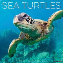 Sea Turtles Calendar 2026