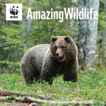 WWF, Amazing Wildlife Calendar 2026