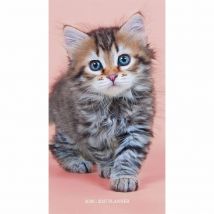 Kittens Slim Diary 2026 - 2027
