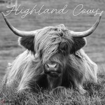 Black & White Highland Cows Calendar 2026
