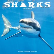 Sharks Calendar 2027