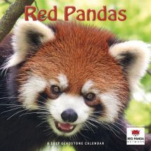 Red Pandas Calendar 2027