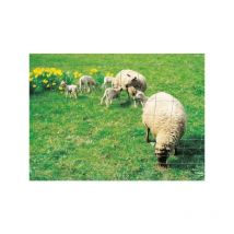 Grillages noués agriclos grillage noué 10 x 15 cm ht 1.19 m 1 rouleau(x) de 50 mètre(s) linéaire - dirickx