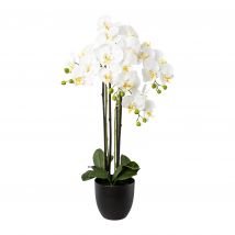 Belles Décorations Orchidee Phalaenopsis inkl. Kunststofftopf Höhe 83 x weiß