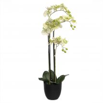 Belles Décorations Orchidee Phalaenopsis inkl. Kunststofftopf Höhe 83 x grün
