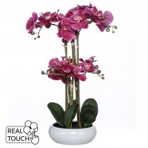 Belles Décorations Phalaenopsis in Keramikschale, 53 cm x violett