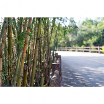 Barrière Anti-Racine BIDIM Bamboo Stop Pro - Rouleau