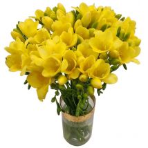 20 Yellow Freesia