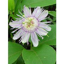 Tsa passiflora incarnata 50 ml
