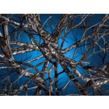 Moooi Carpets Liquid Teppich Moooi Carpets Variante: Liquid Birch
