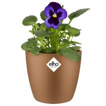 Blumentopf Brussels Samtgold 11x10cm 0,8L