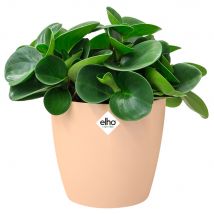 Blumentopf Brussels Pfirsich 14x13cm 1,4L