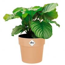 Blumentopf Pfirsisch 14x13cm 1,3L